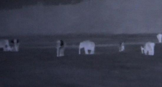 Thermal Cameras on Trains to Stop Elephant Deaths